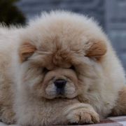 Chow Chow from ROCOCO CHOWS