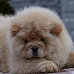 Chow Chow from ROCOCO CHOWS