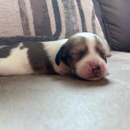 Trace - Piebald male Dachshund puppy in Spring Creek, Nevada from Hobby Horse Mini Doxies