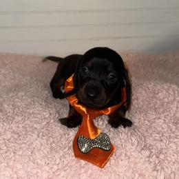 Dachshund Puppies from Wiggle Weens