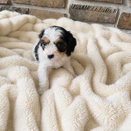 Banjo - Tri-color male Cavapoo puppy in Malad, Idaho from Sunny Hill Puppies