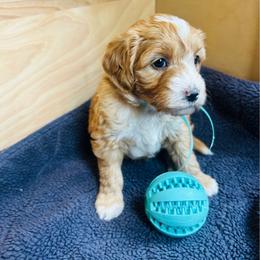 Teal collar - Apricot male Goldendoodle puppy in Denison, Iowa from Violet View Iowa Goldendoodles