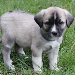 Anatolian Shepherd Dogs from South Of Eden Farms