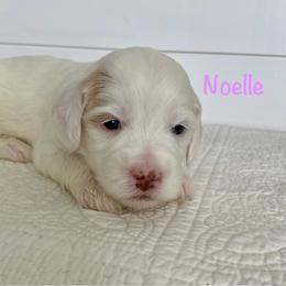 Noelle - Parti female Goldendoodle puppy in Stanford, Kentucky from Holloway Goldendoodles