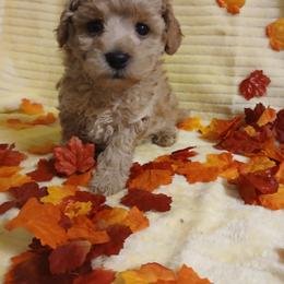 Dillon - Apricot male Poodle puppy in Blanch, North Carolina from Faithful Hearts Kennel