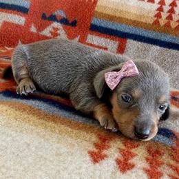 Poppy - Gray (blue) and tan female Dachshund puppy in Okeechobee, Florida from HotShot Kennels