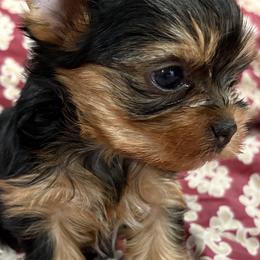 Amani - Black and gold male Yorkshire Terrier puppy in Tempe, Arizona from Kissable baby face yorkies