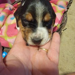 Girl 4 - Black white and brown Basset Hound puppy in Iowa from J&J Beautiful Basset Hounds