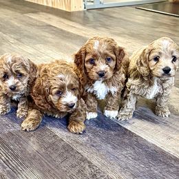 Cockapoo puppies from Hunter's Puppies