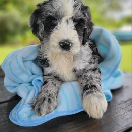 Aussiedoodle and Australian Mountain Doodle Puppies from Jagged Oaks Farm