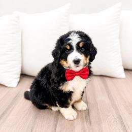 Male 0796 - Tri-color male Bernedoodle puppy in Ormond Beach, Florida from Florida Coast Doodles