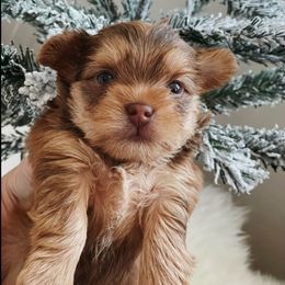 French Bulldog and Yorkshire Terrier Puppies from Casa De Silva LLC