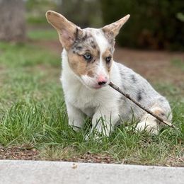 American Corgi, Cardigan Welsh Corgi, and Pembroke Welsh Corgi Puppies from Enok Corgis