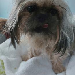 Piper - Shih Tzu