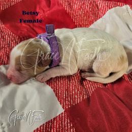 Betsy - Parti female Goldendoodle puppy in Peyton, Colorado from Grace N Faith Doodles