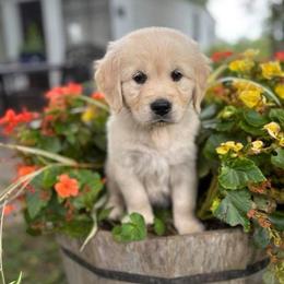 Girl 6 - Golden female Golden Retriever puppy in Turner, Maine from Bear Pond Retrievers