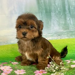 SPICY - Red brindle female Havanese puppy in Summerfield, Florida from Honor Havanese