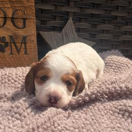 Poppy - Red female Dachshund puppy in Mayville, Michigan from Teenie Little Hearts