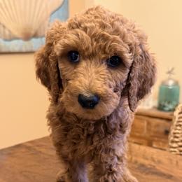 Poodles from Regal Crest Poodles