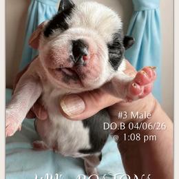 Boy 2 - Black and white male Boston Terrier puppy in North Central, Vermont from Windy Valley’s Bostons