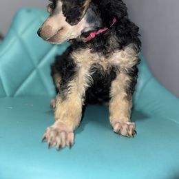 Dalmatian and Poodle Puppies from Exquisite Dalmatians & Standard Poodles