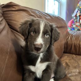 Boy 5 - Red Australian Shepherd puppy in Monroe, North Carolina from Dreamland Aussies & Poodles