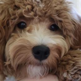 Cavalier King Charles Spaniels, Cavapoos, and Goldendoodles from By Design Doodles