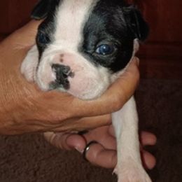 Boston Terriers from Natasha's Boston Terriers