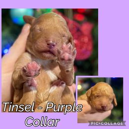 Tinsel - Purple Collar - Apricot female Goldendoodle puppy in Howard City, Michigan from Doodles and Chaos