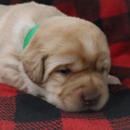 Snowball - Yellow female Labrador Retriever puppy in Camden, Indiana from Camden's Caring Canines