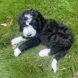 Bernedoodle Puppies from Lovey Dovey Bernedoodles