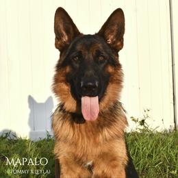 German Shepherd Puppies from AceHaven Canines