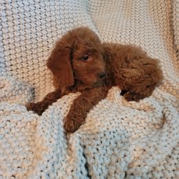 Goldendoodle Puppies from Denise's Goldendoodles