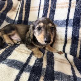 Bo - Sable male Dachshund puppy in Ranburne, Alabama from Camdox
