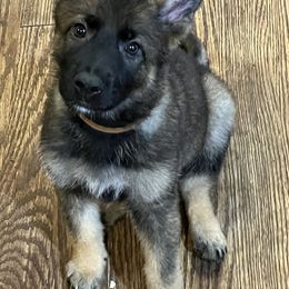 German Shepherd Puppies from High Tide German Shepherds