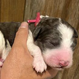 Girl 3 - female Bernedoodle puppy in Coopersburg, Pennsylvania from Deutsch Hund Haus
