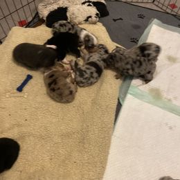 Australian Shepherd Puppies from BarberHof’s  Australian Shepherds