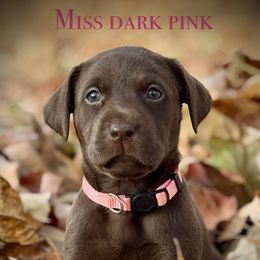 Miss Dark Pink - Chocolate female Labrador Retriever puppy in Portland, Tennessee from Whiskey Ridge Retrievers