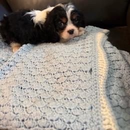 Bradley - Tri-color male Cavalier King Charles Spaniel puppy in Athens, Georgia from Sandy Cross Kennels