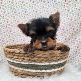Cash - Blue and gold male Yorkshire Terrier puppy in Monticello, Iowa from Ashley’s Puppies