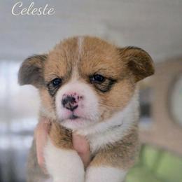 Celeste - Red and white female American Corgi puppy in Centerville, Tennessee from Katerina's American Corgis