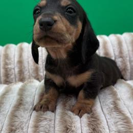 Jerry - Black and cream male Dachshund puppy in Corona, California from ChezBeale