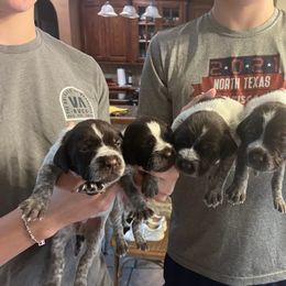 Wirehaired Pointing Griffon Puppies from Hall's TX Griffons
