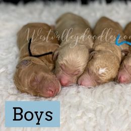 Boy 3 - Goldendoodle puppy in Jackson, Tennessee from West Valley Doodles