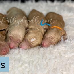 Boy 3 - Goldendoodle puppy in Jackson, Tennessee from West Valley Doodles