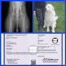 Bogie - Great Pyrenees