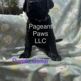 Labrador Retriever Puppies from Pageant Paws LLC