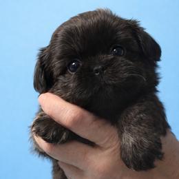 Jovi - Brindle male Shih Tzu puppy in Tallahassee, Florida from Bows and Bow Ties