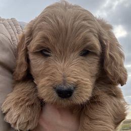 Girl 3 - female Goldendoodle puppy in Pasco, Washington from Elm Road Farms