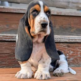 Heidi - Black brown and white female Basset Hound puppy in Polson, Montana from BeautyBea's Flathead Lake Bassets